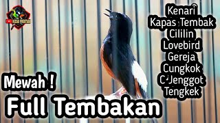 MASTERAN MURAI BATU FULL ISIAN TEMBAKAN CILILIN KENARI KAPAS TEMBAK CUNGKOK GEREJA LOVEBIRD TENGKEK