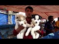 RECENT DOG PUPPY PRICE AT GALIFF STREET PET MARKET KOLKATA | CUTE DOG PUPPY | 13TH DEC 2020 VISIT
