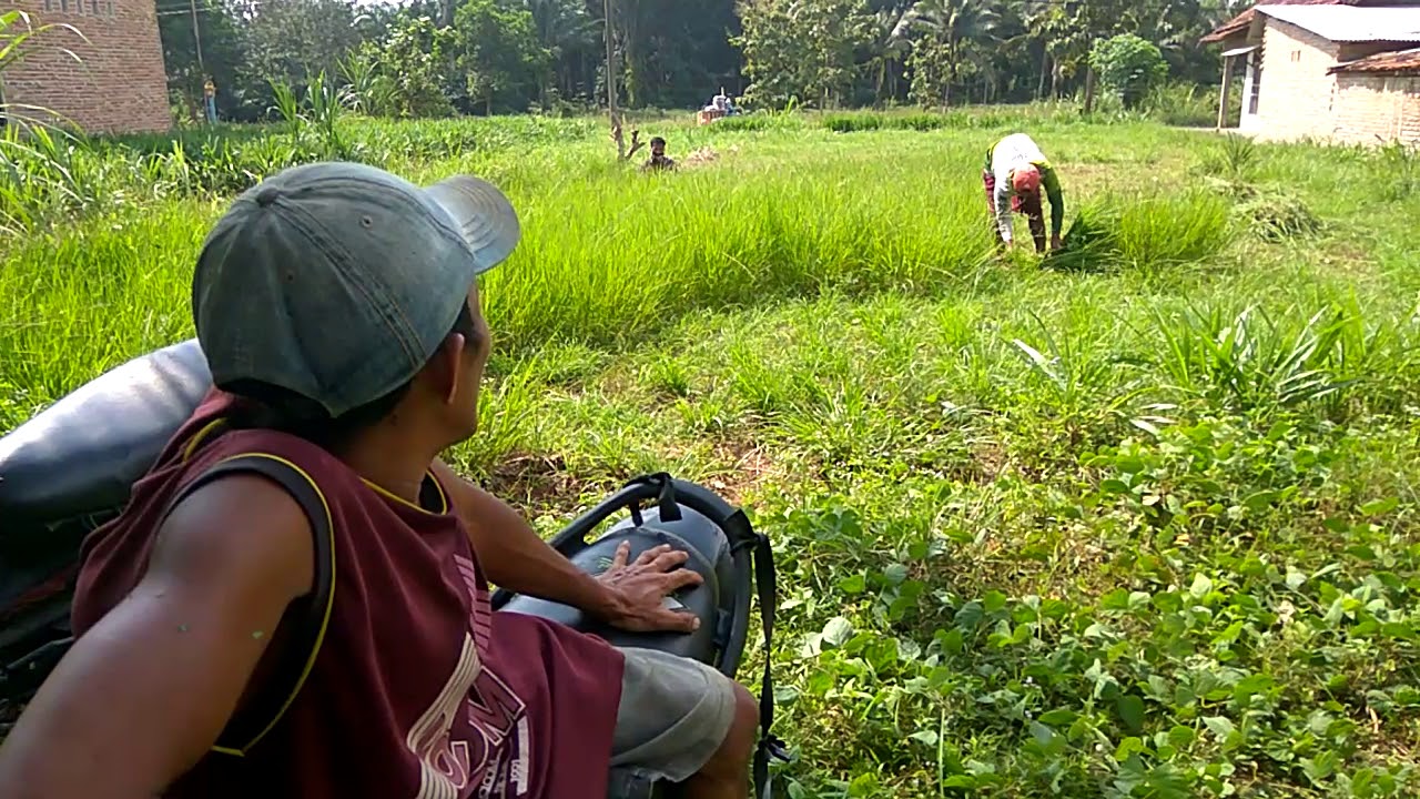 Cari rumput 