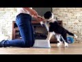 Sonic Border Collie 11 semaines Puppy tricks