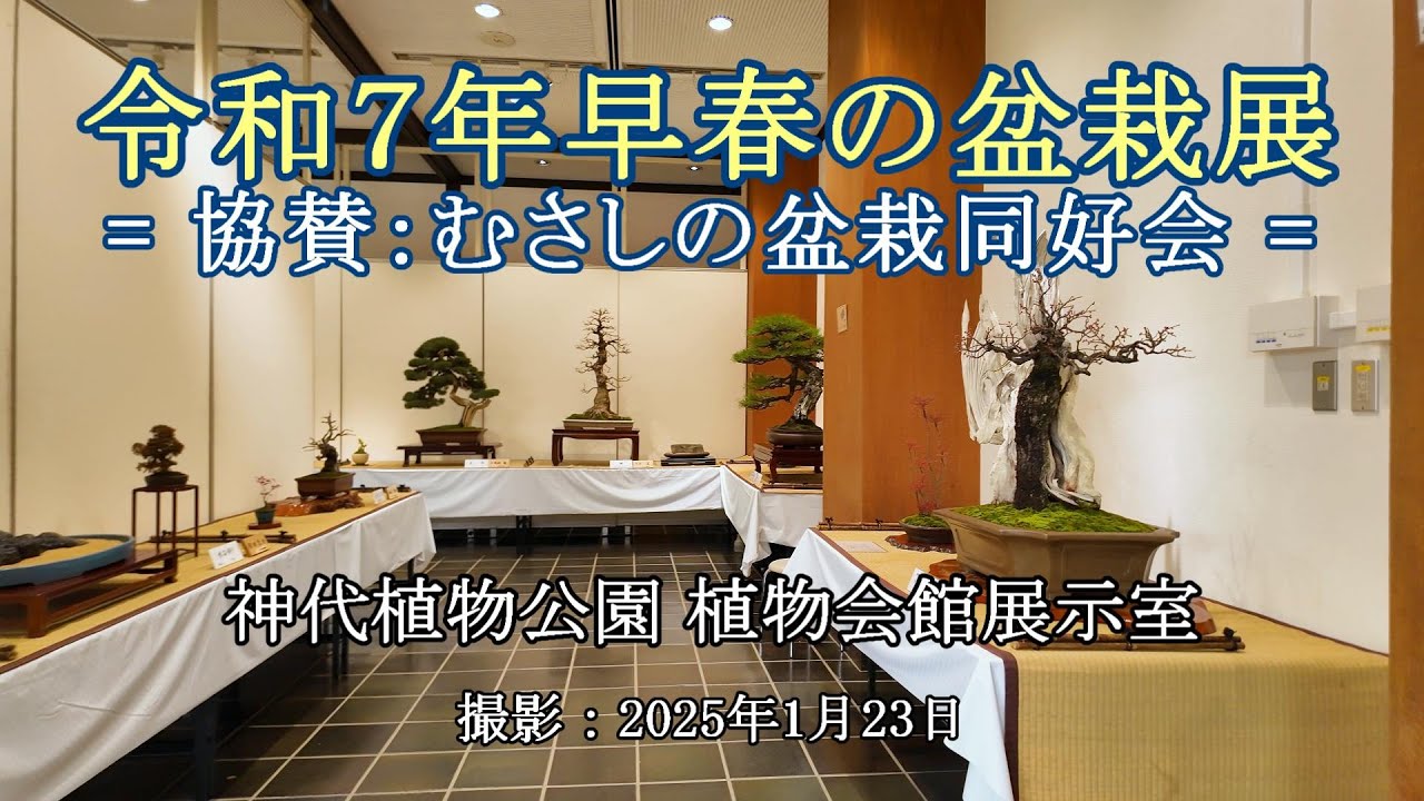 令和7年早春の盆栽展 = 協賛：むさしの盆栽同好会 =[4K] Early Spring