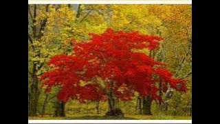 Paul Mauriat - Mother of mine (1972)