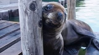 Animal park - sedating sea lions | safari documentary natural history
channel