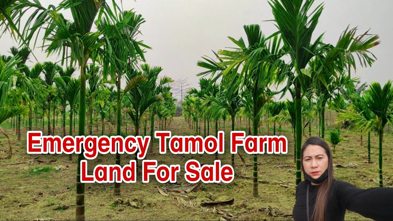 Emergency Tamol 🌴farm land for sale 3-4 mins away from the main road 8131876966/8798067638 Niuland 
