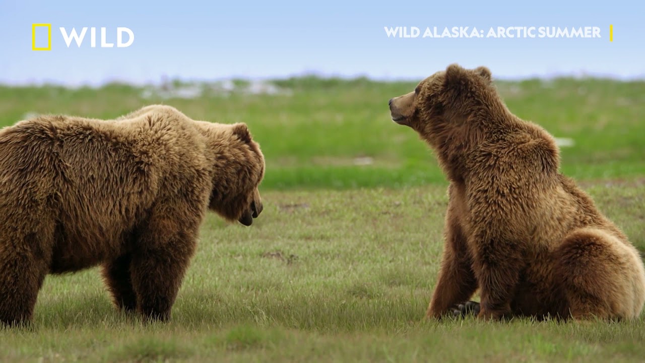 Тренировката на мечките гризли | Дивата Аляска | NG Wild Bulgaria
