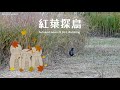紅葉探鳥 Hojas otoñales
