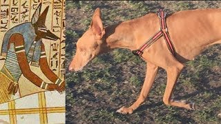 Ancient Dog Breeds: The Pharaoh Hound and The Ibizan Hound