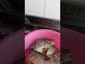 sinagang na hipon at tilapia from Qatar