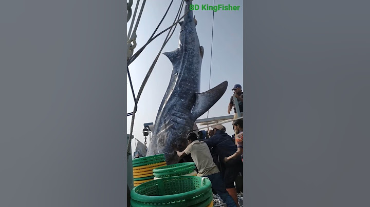 صيد أكبر سمكة قرش في العالم خطير 🩸 The largest shark in the world