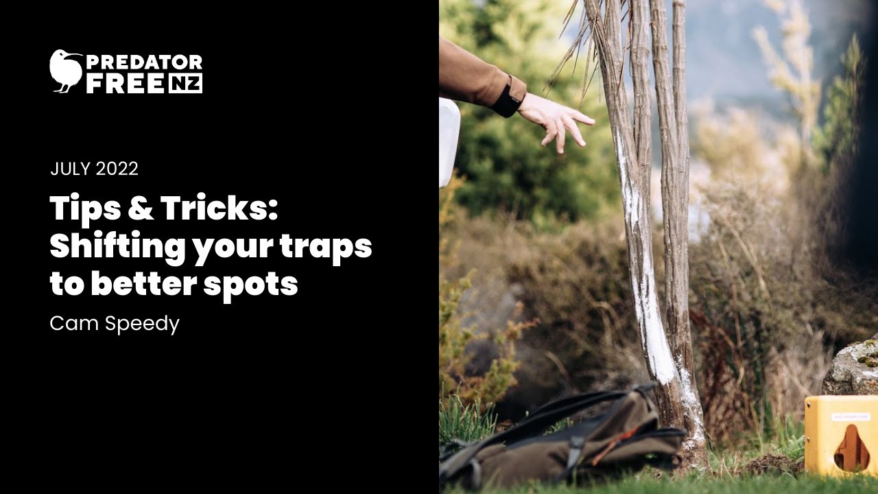 4 expert tips for placing a pest trap