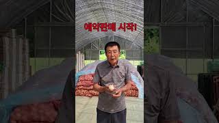 25년 햇홍산마늘 예약판매 중