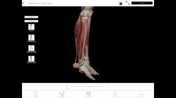 Learn@Visible Body - Plantarflexion and Dorsiflexion