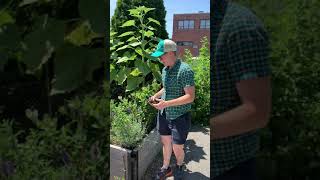 How To: Maintain Lavender with Green City Growers