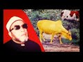 الشيخ كشك وبقرة بني اسرائيل