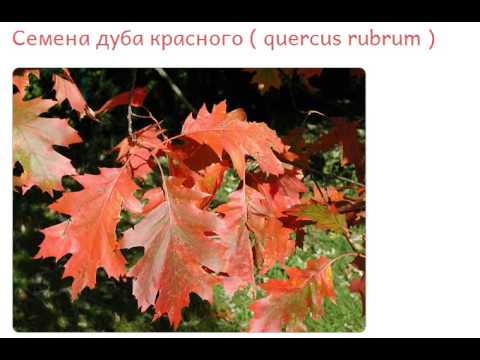 барбарис корник фото смотреть