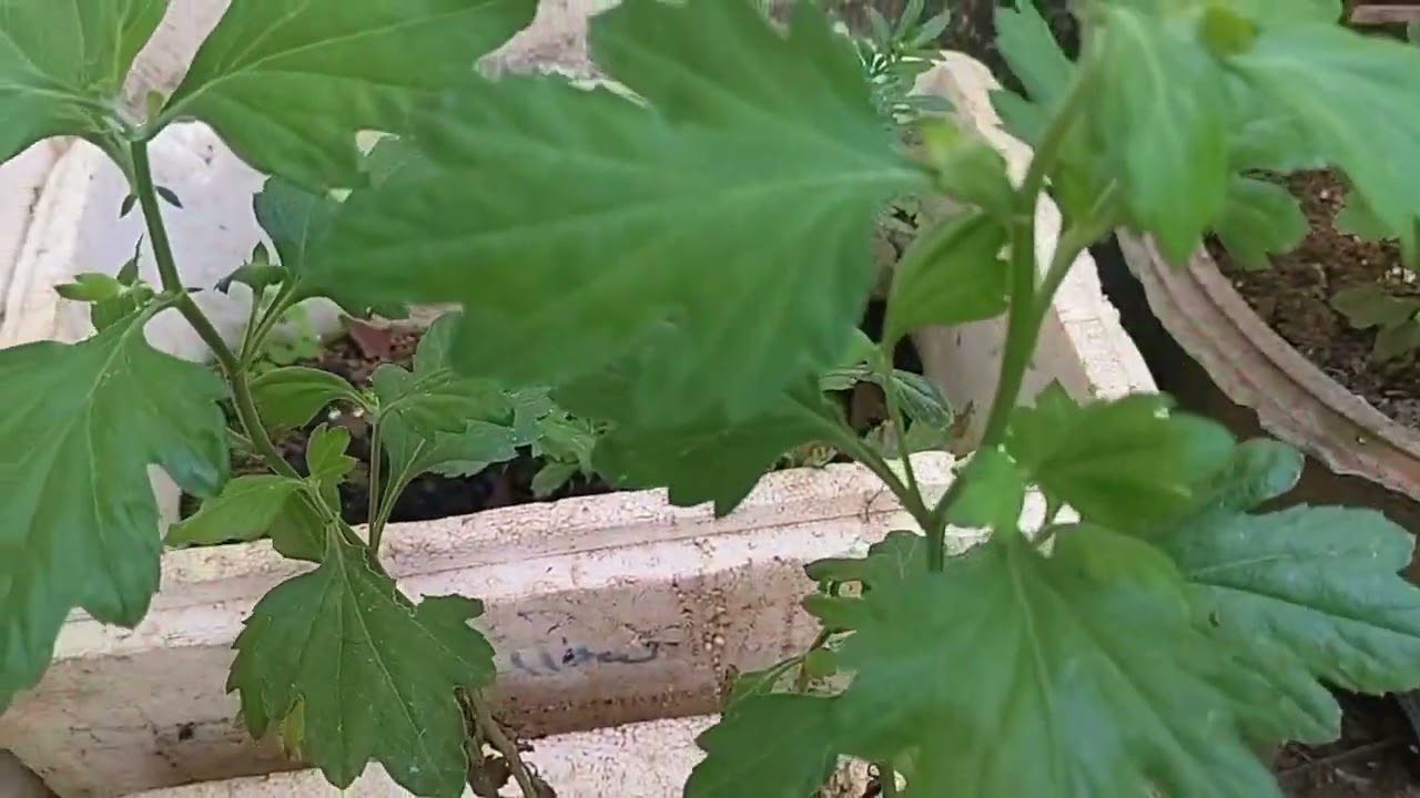 Weekly Sunday Vibe செடிகளுக்கு பயன்படுத்தக்கூடிய உரங்கள் #terracegarden #ilavenivibes #chrysanthemum