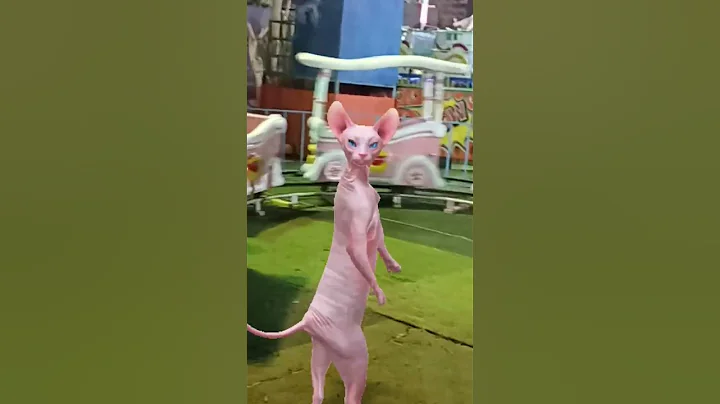 Watch the video about Sphynx cat enjoying toy train #funny