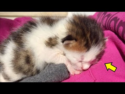 Video: Er dempede calico-katter sjeldne?