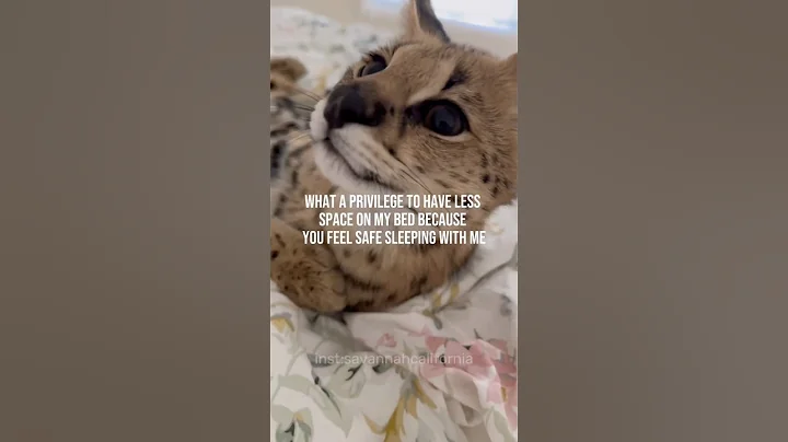 Video 11124421: savannah cats love
