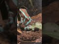 This green  black poison dart frog can be very toxic shorts poisondartfrog  frog