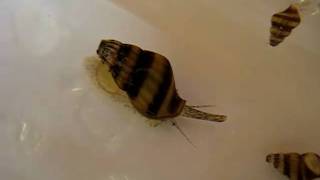 Assassin snail
