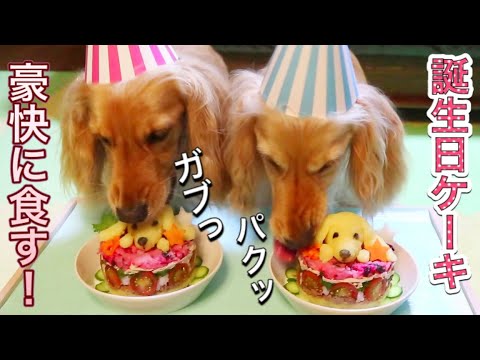 犬がケーキを豪快に食べる【ASMR/咀嚼音】【犬 ごはん】