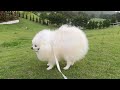 【狗狗夏日Vlog】海滨公园、狗狗度假村、Mother牧场露营 Inage Seaside Park, dog-friendly resort, camping at Mother Farm~