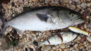 MONSTER Beach Bluefish to 20 Pounds!