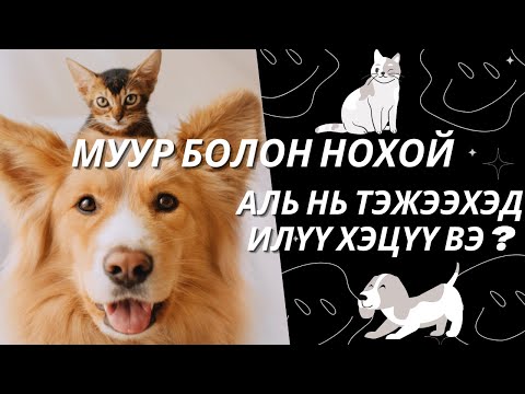 Видео: Муурын акулууд хаана амьдардаг вэ?