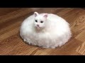 Videos De Risa de Animales - Gatos Chistosos - Gracioso videos de reacción de gato de la semana #129