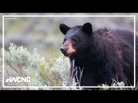 'Man vs. bear' sparks social media debate | WCNC Charlotte To Go