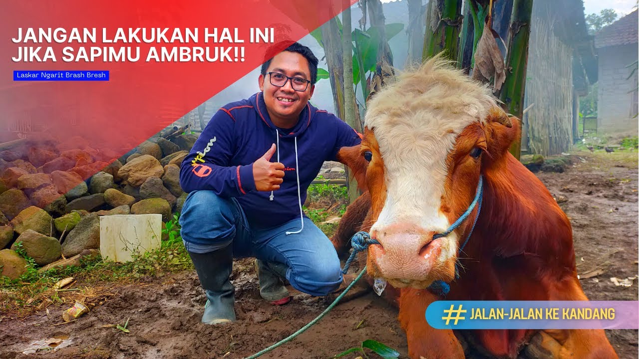 НЕ ДЕЛАЙТЕ ЭТОГО, ЕСЛИ ВАША КОРОВА УПАДАЕТ!! || (Прогулка в сарай)