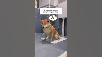 SECRET to potty training your dog!!🐕🐾
