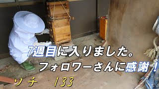 [素人が蜂を飼う　⑬]　　やはり蜂さんが優先の生活。蜂さん入居して7週目になりました。防護服も作業しやすく工夫。（大したことしてない）(;^^)ﾍ..ソチのてしごと　＃133