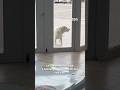 Ce chien refuse de laisser sa maîtresse au travail