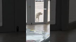 Ce chien refuse de laisser sa maîtresse au travail