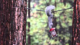 A brief glimpse into the ongoing battle between my wife and neighborhood squirrels to see who gets to eat the bird seed.