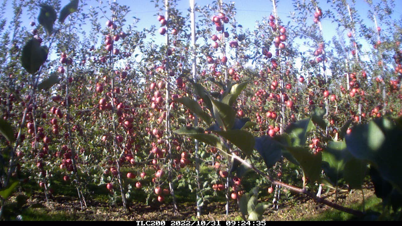 タイムラプス　2022年春から秋まで　りんご高密植栽培　栽培4年目園地①　定点観測【弘果総合研究開発株式会社】