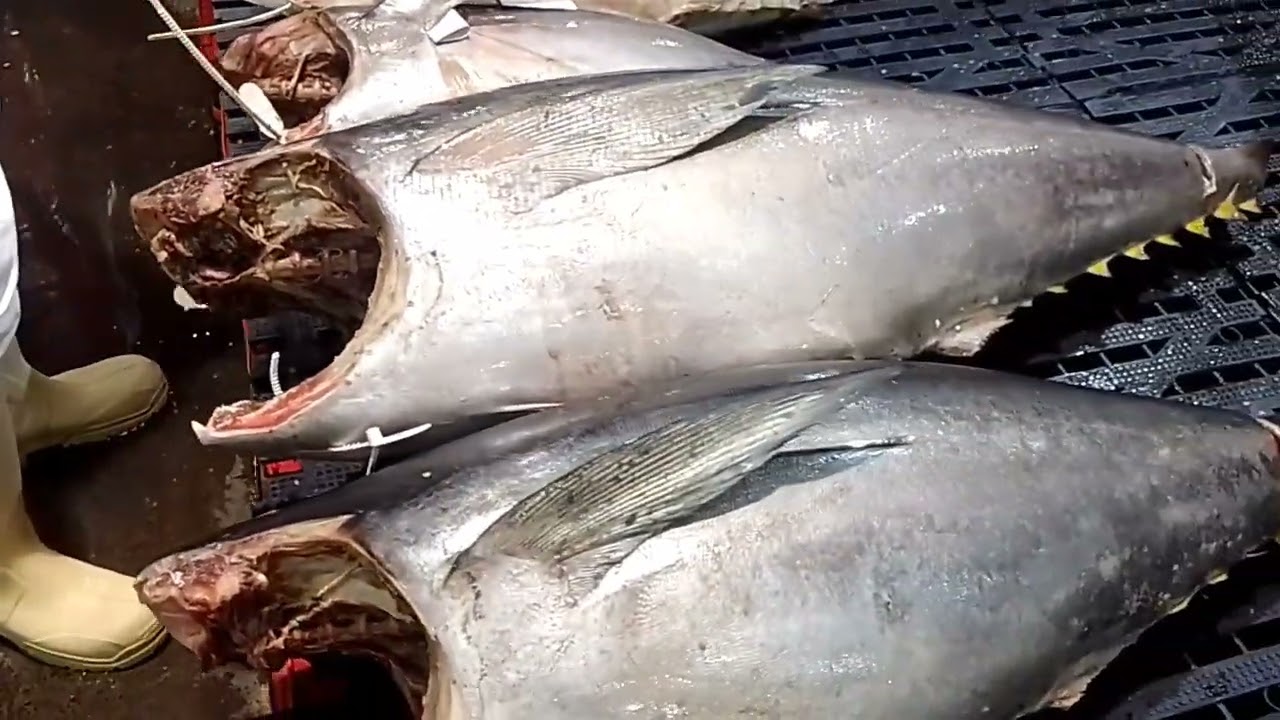 CEAGESP 04/02/2025 Bombando Galera 🦈🐟🐠