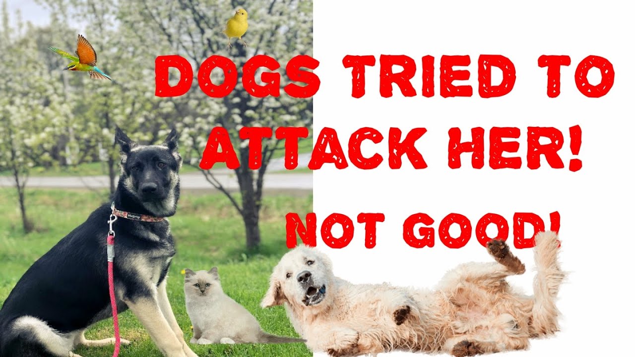 Dogs Chased and Attacked my Puppy YouTube