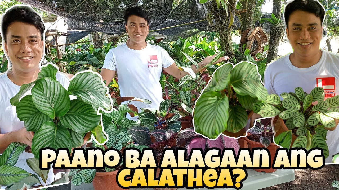 PAANO BA MAGING LUSH AND HEALTHY ANG MGA CALATHEA | CALATHEA CARE AND TIPS | MARK LASACA