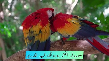 سورة الفجر بصوت فهير الكردي #سورة_الفجر #فهير_الكردي#fahir_alkurdy