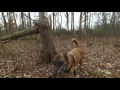 Deer Recovery Training | Tracking Training in Northern Virginia | Dog Tracking Deer Recovery Training | Tracking Training in Northern Virginia | Dog Tracking