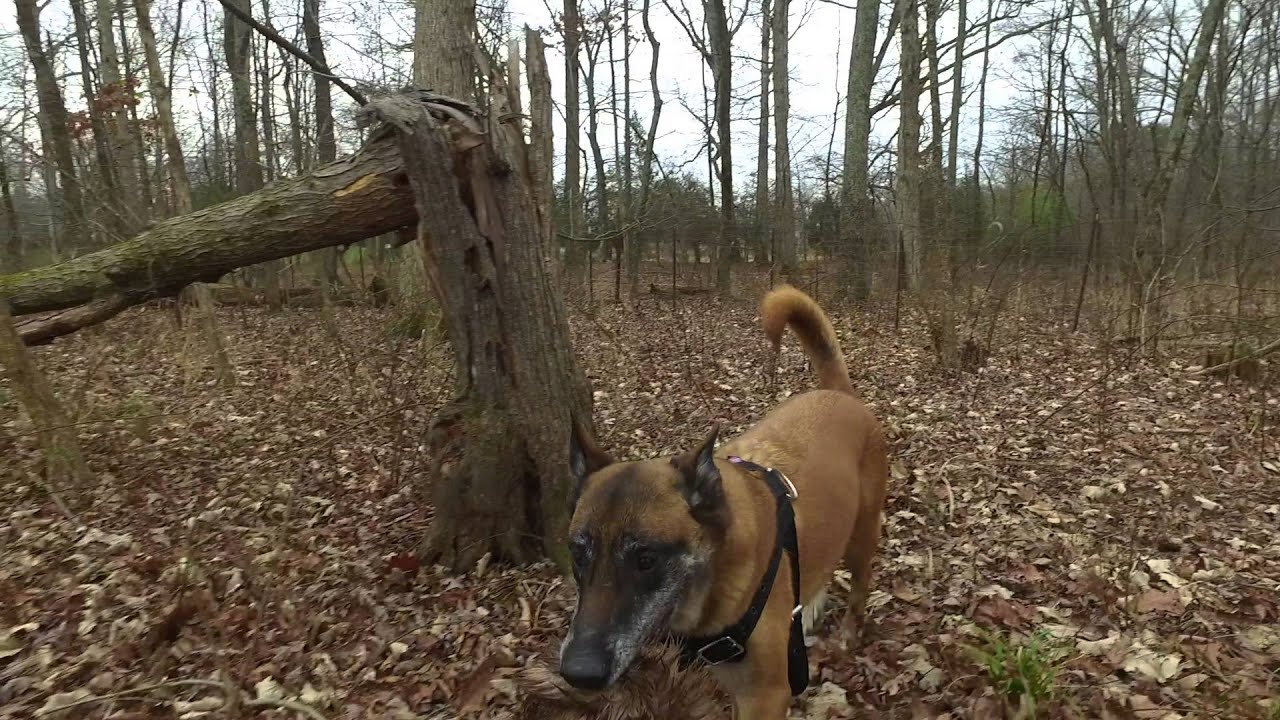Deer Recovery Training | Tracking Training in Northern Virginia | Dog