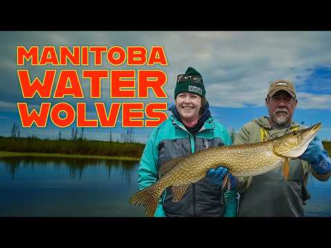 Water Wolves of Northern Manitoba