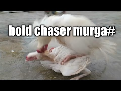 Chickens Mating Compilation ||hen mating ||mating ||rooster mating# birds mating #animal mating