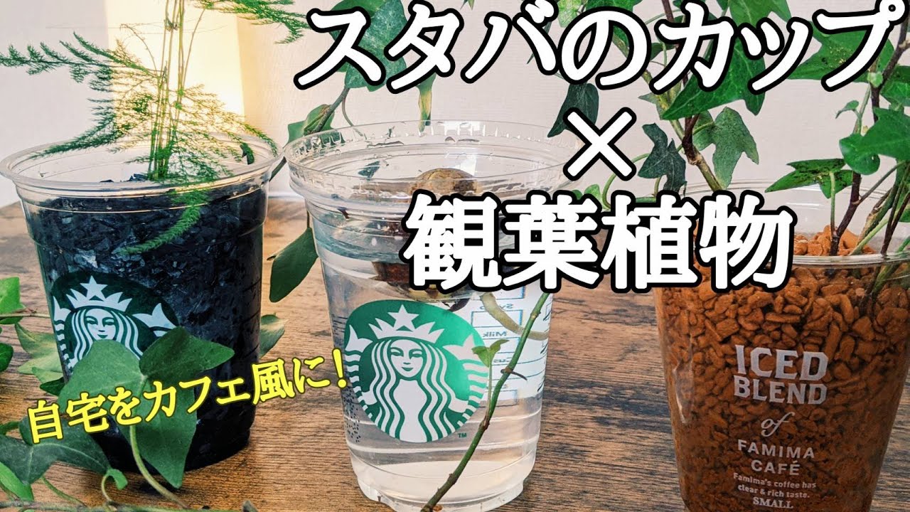 スタバグッズでカフェ風に植えてみました 観葉植物 Youtube