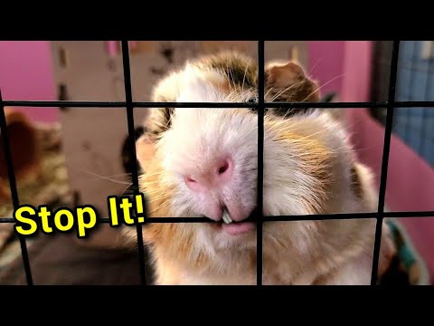 וִידֵאוֹ: איך לגרום לעכברים הולנדים להרגיש בנוח בכלוב שלהם