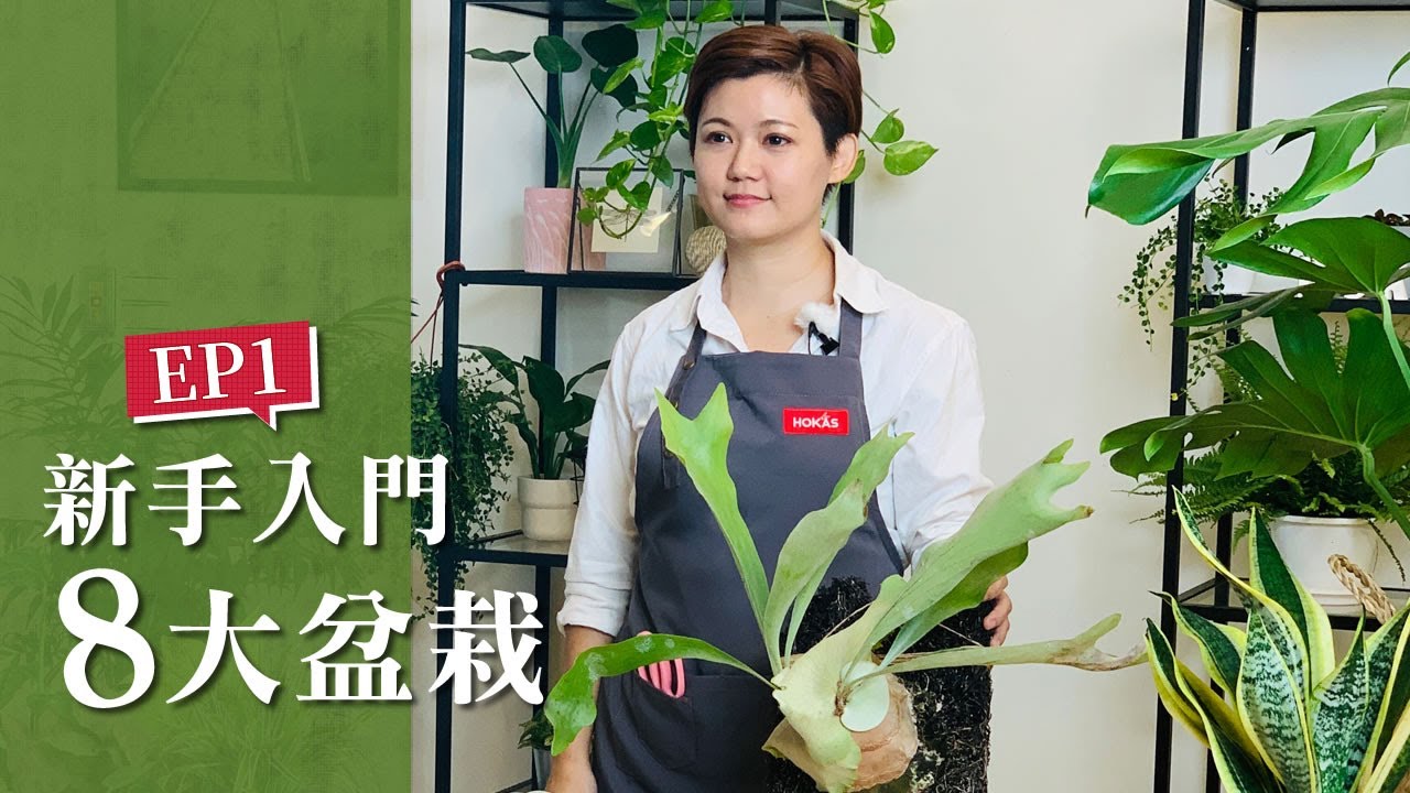 Hokas園藝知識館 Ep1 新手入門八大盆栽 Youtube