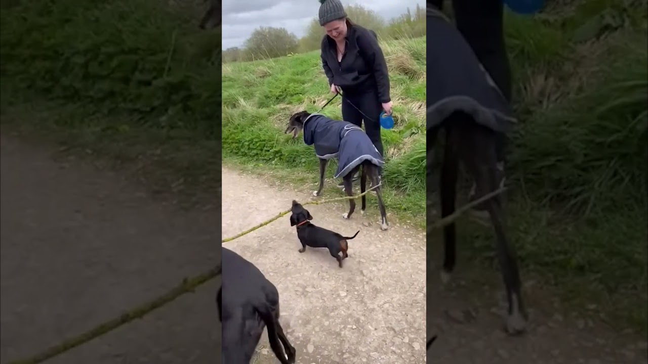 Маленькая собака, большая палка 🤣 (🎥: IG/ greyhound_trust_burton)
